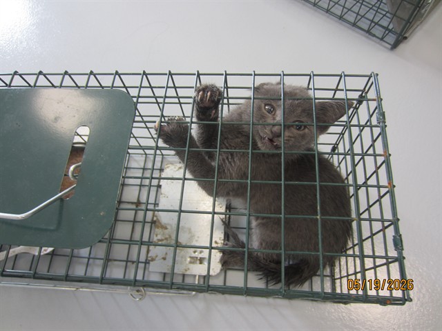 Adoptable Cat