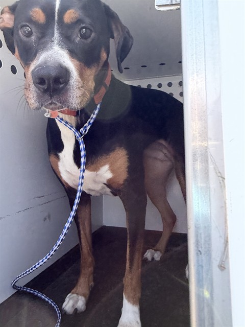 Adoptable Dog