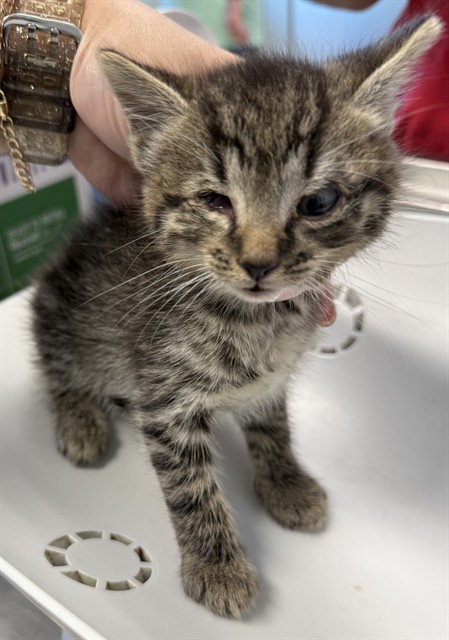 Simba