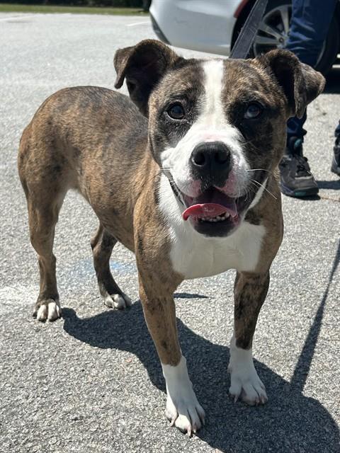 Tigress