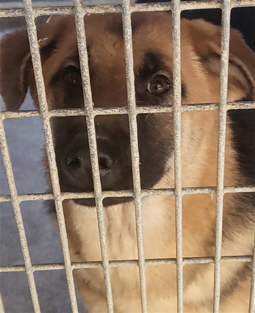 Adoptable Dog