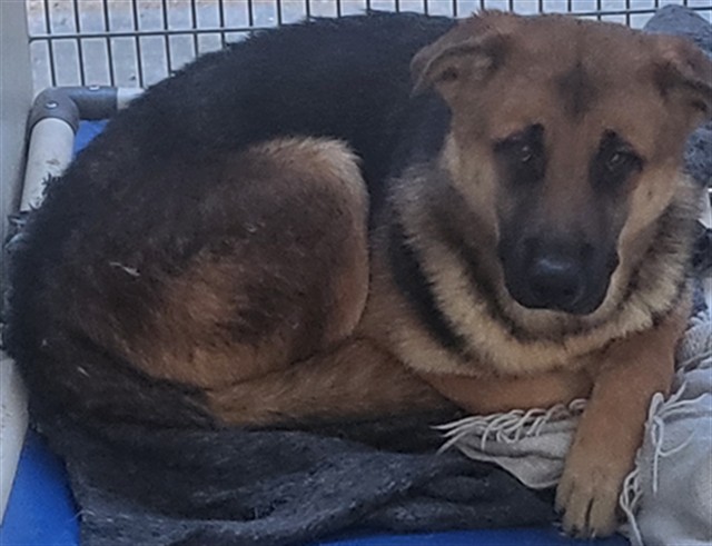 Adoptable Dog