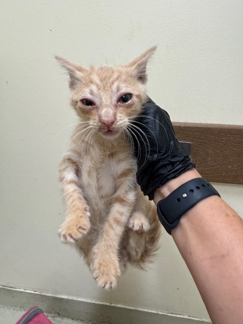 Adoptable Cat