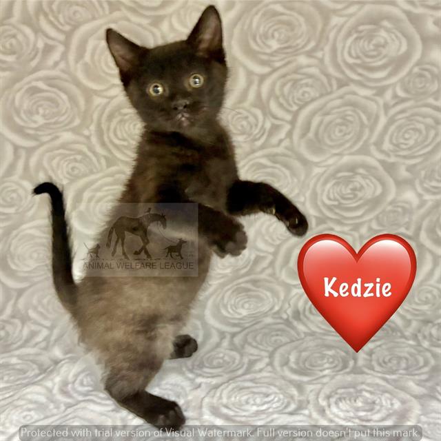 Kedzie