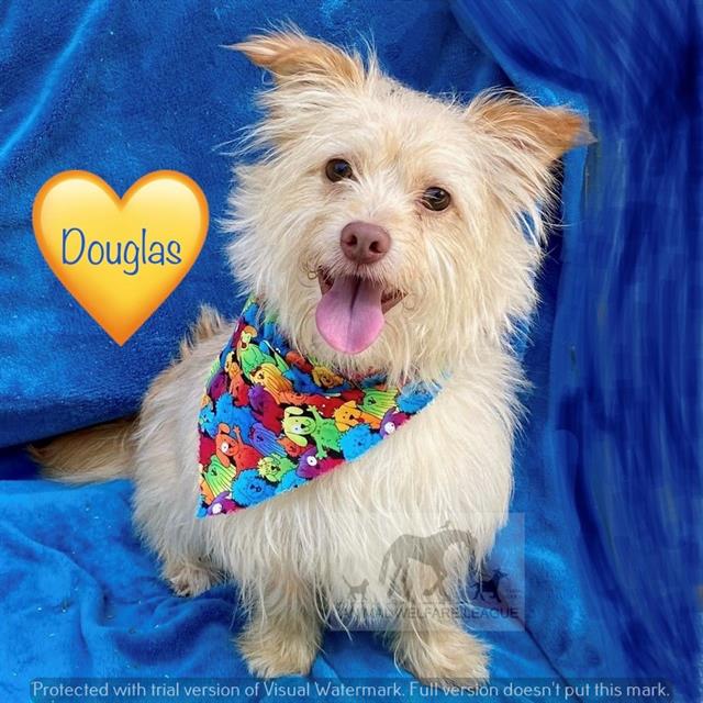 Douglas