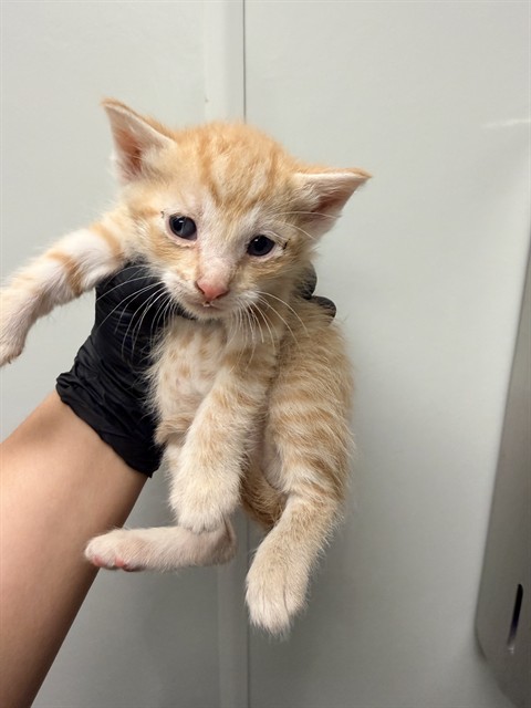 Neptune - Adoption Pending