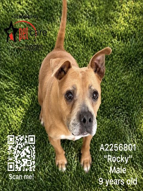 Rocky