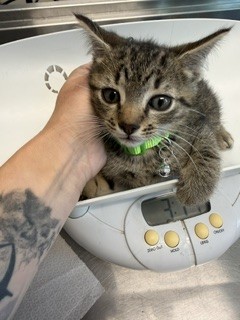 Adoptable Cat