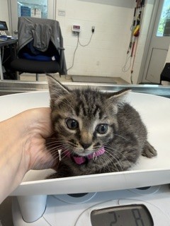 Adoptable Cat
