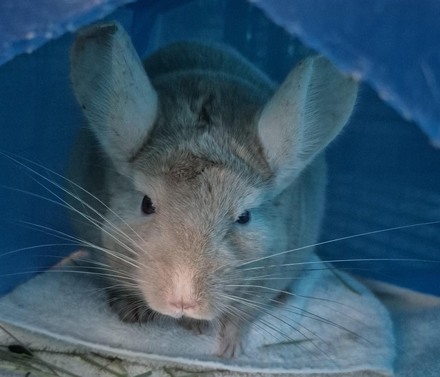 Mara