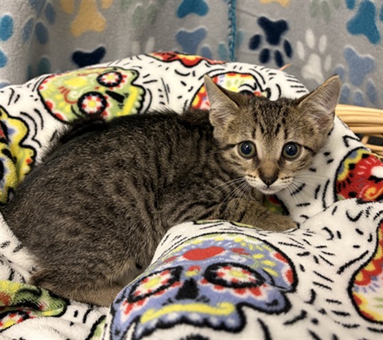 Milo
