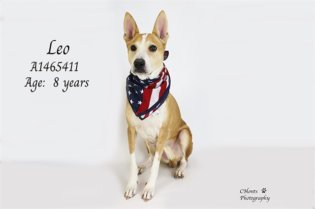 Leo