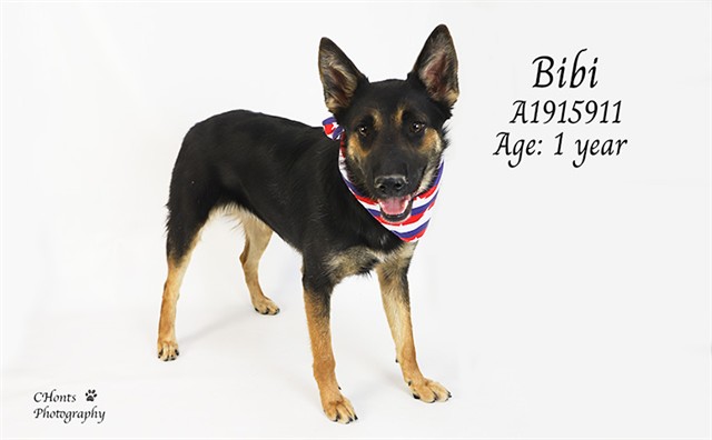 Bibi