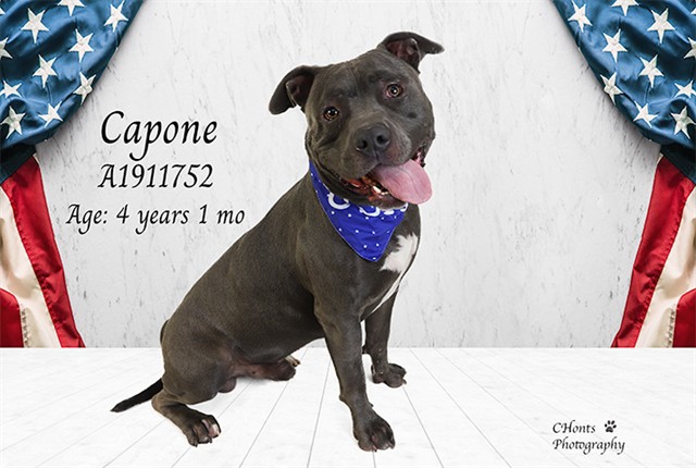 Capone