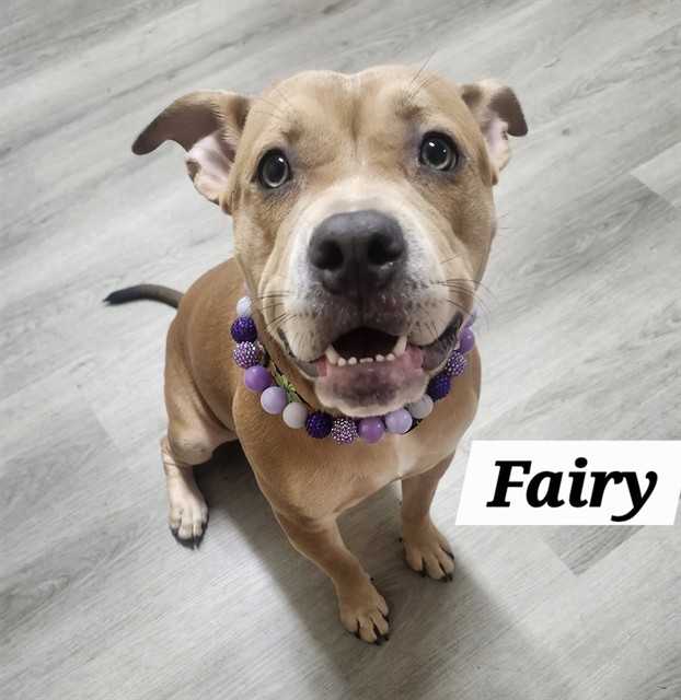 Fairy