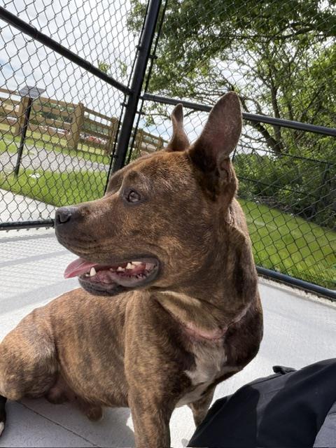 Chester