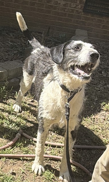 Rufus
