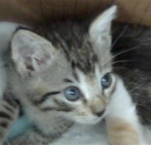 Aang