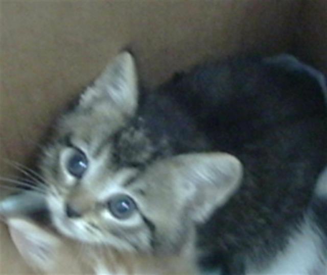 Kora