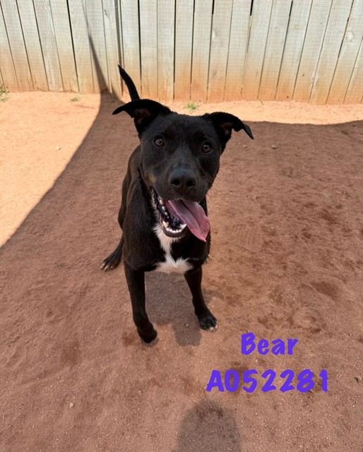 Bear