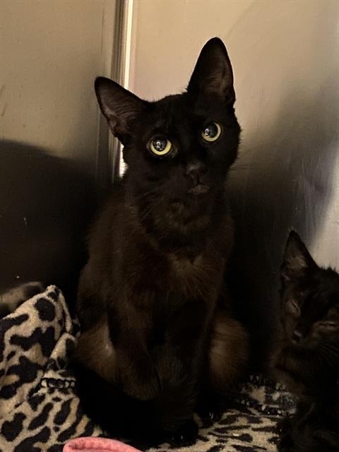 Adoptable Cat