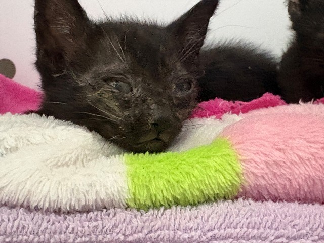Thelma - Adoption Pending