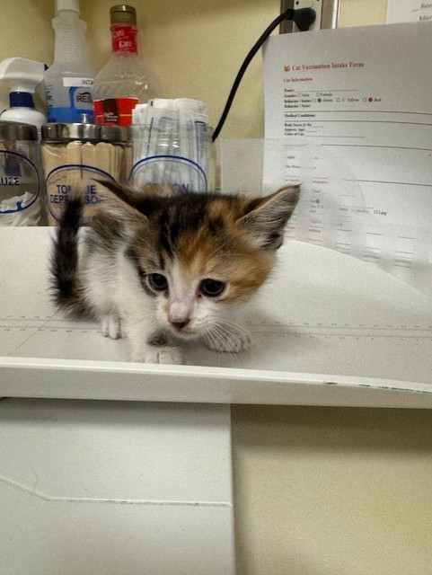 Adoptable Cat