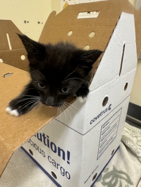 Adoptable Cat
