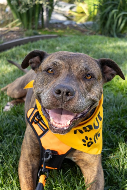 Maple - In Foster