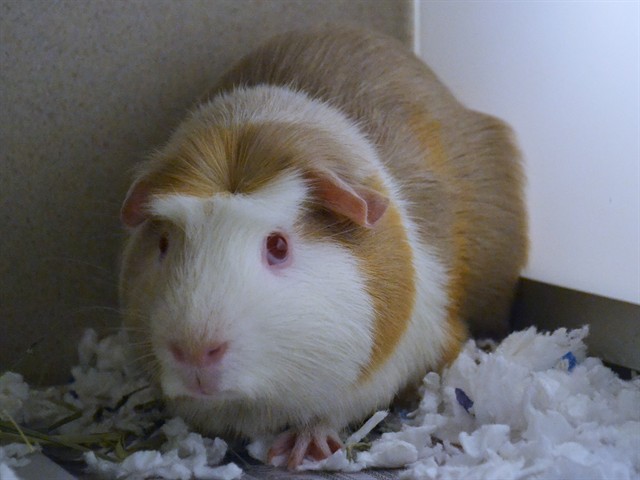 Pico