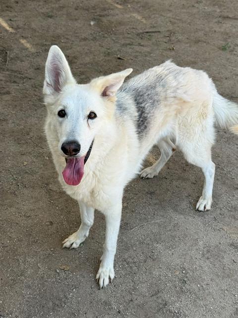 Heidi