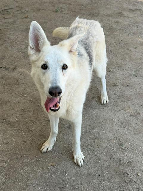 Heidi