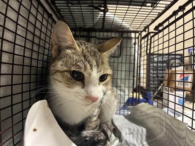 Adoptable Cat