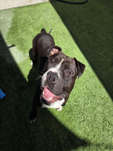 Tonka