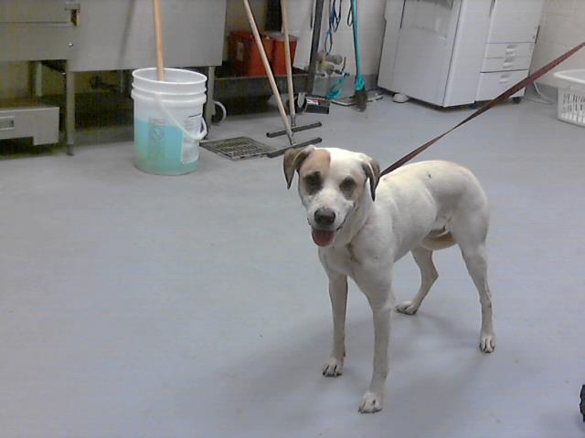 Willow