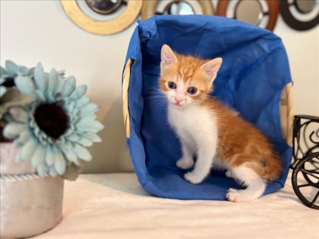 Garfield
