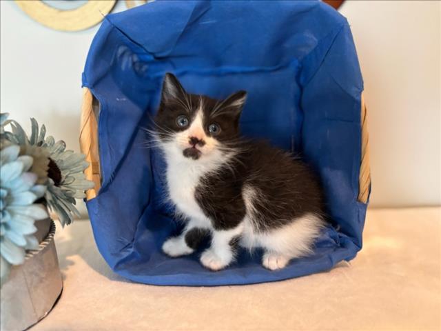 Oscar Jr
