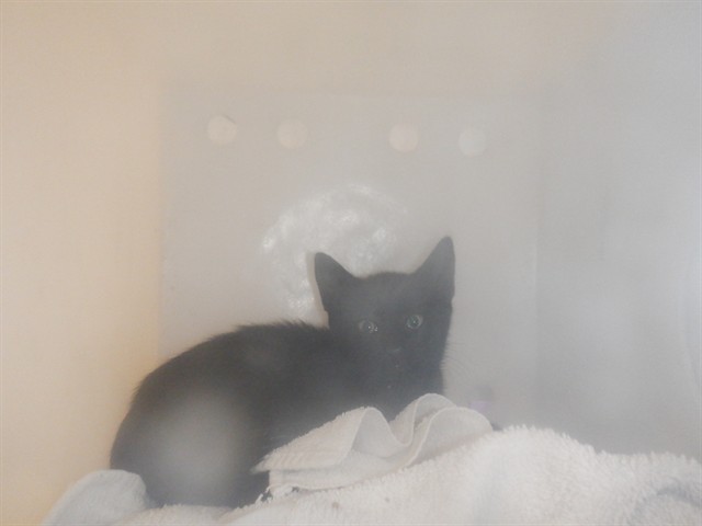 Brutus