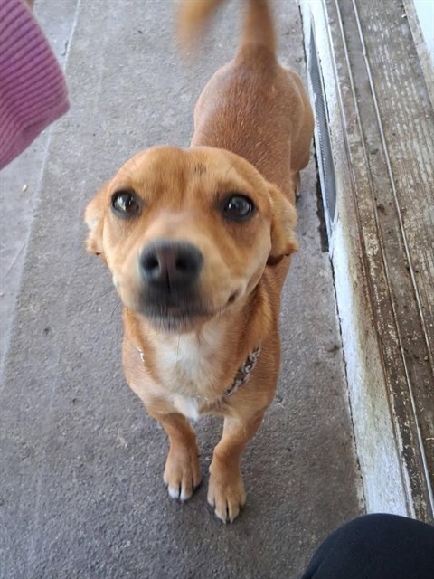 Adoptable Dog