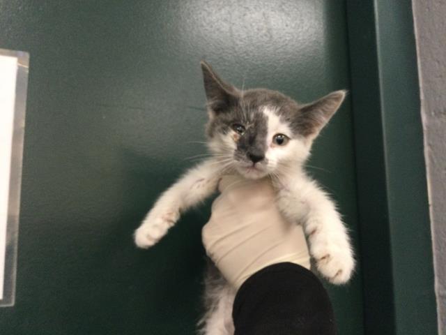 Adoptable Cat