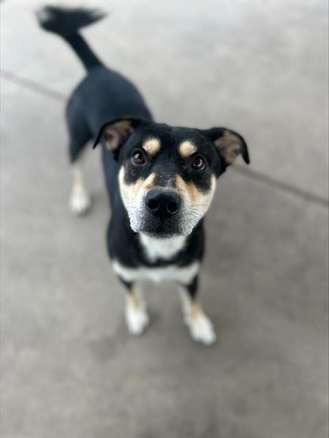 Milo