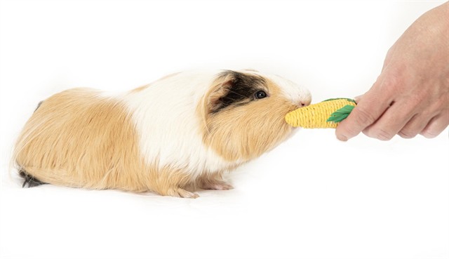 Pistachio