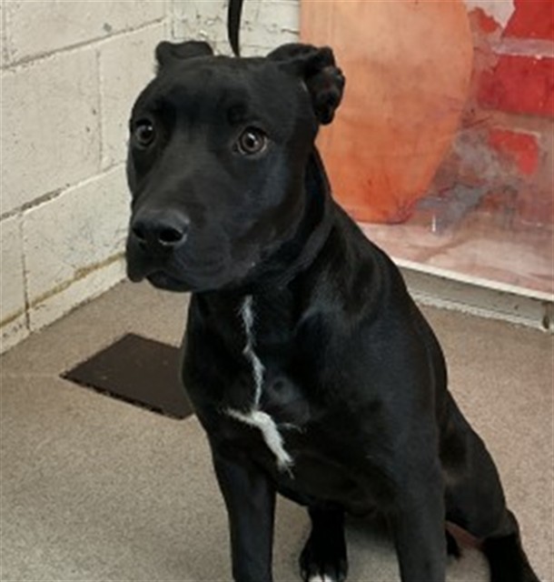 Baloo