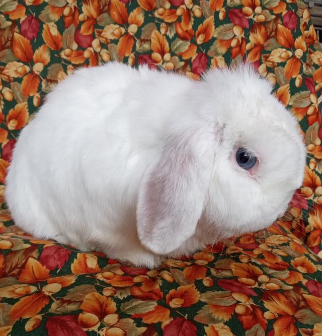 Beau
