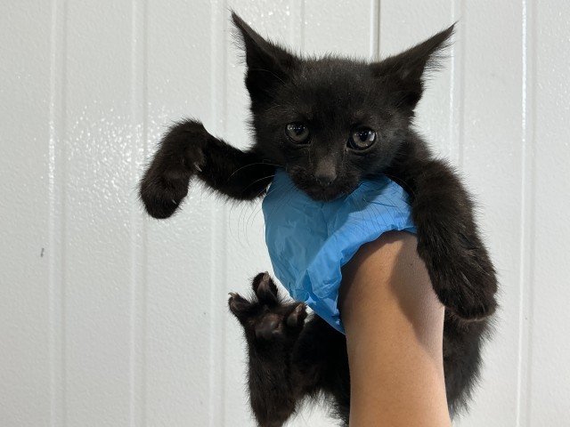 Kiara