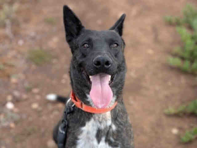 Pongo