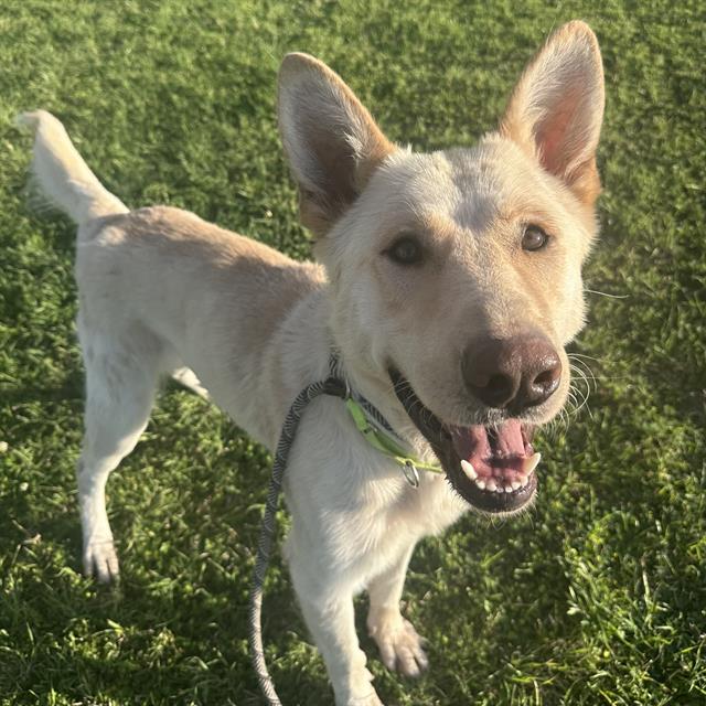 Marco*