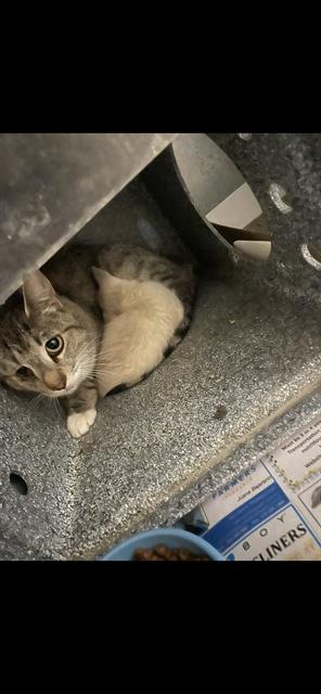 Adoptable Cat
