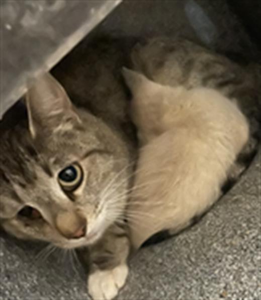 Adoptable Cat