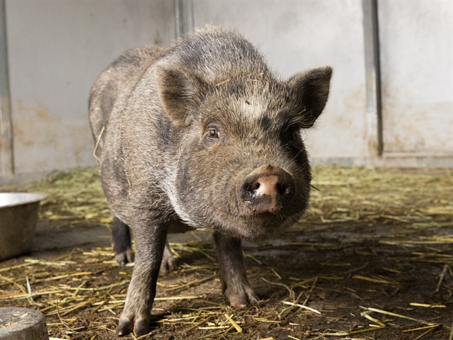 Wishful Wilbur